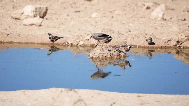 Wattled Starling - ML200943891