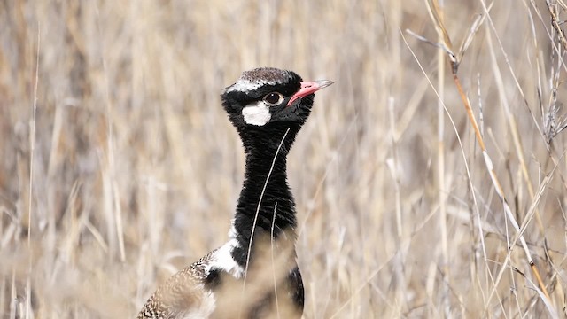 White-quilled Bustard - ML200943911