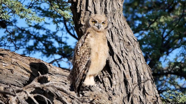 Spotted Eagle-Owl - ML200943951