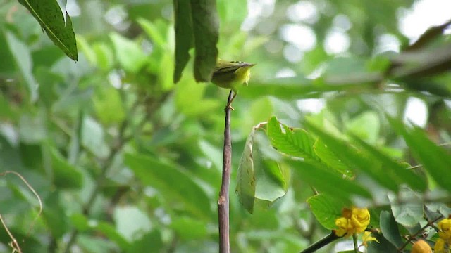 סבכון צהוב/סבכון מנגרובים - ML200943971