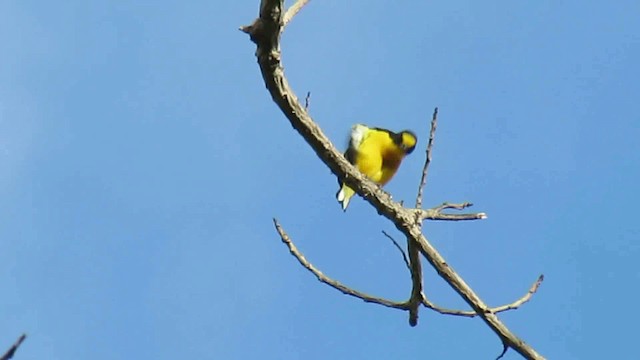 Yellow-throated Euphonia - ML200944021