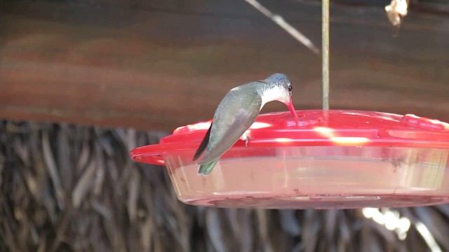 kolibřík fialovokorunkatý - ML200944231