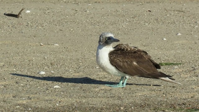 Blue-footed Booby - ML200944271