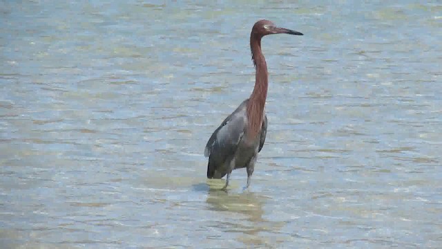 Reddish Egret - ML200944341