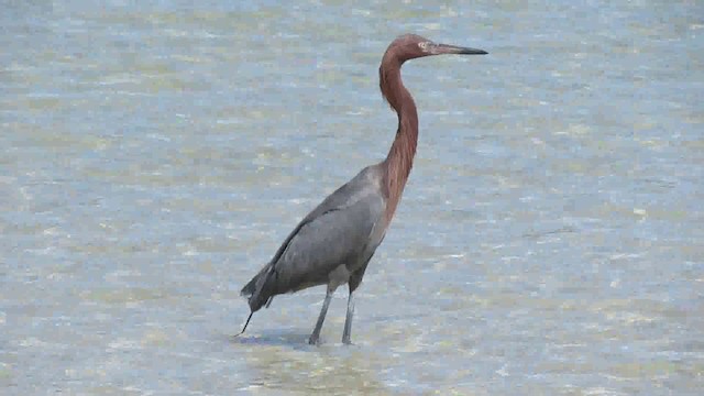 Reddish Egret - ML200944351