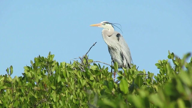 Great Blue Heron - ML200944401