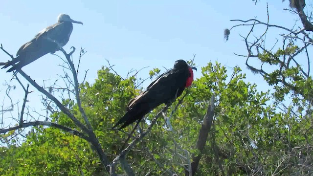 Magnificent Frigatebird - ML200944411