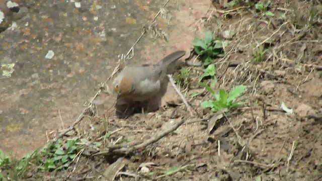 Canyon Towhee - ML200944441