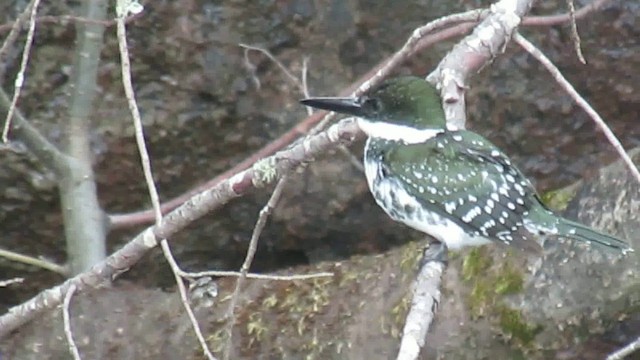 Green Kingfisher - ML200944451