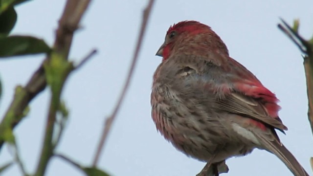 House Finch - ML200944461