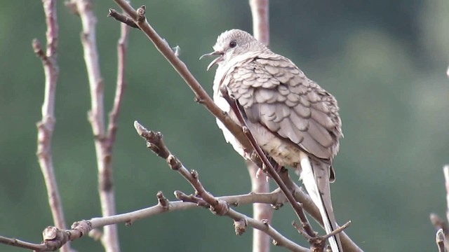 Inca Dove - ML200944471