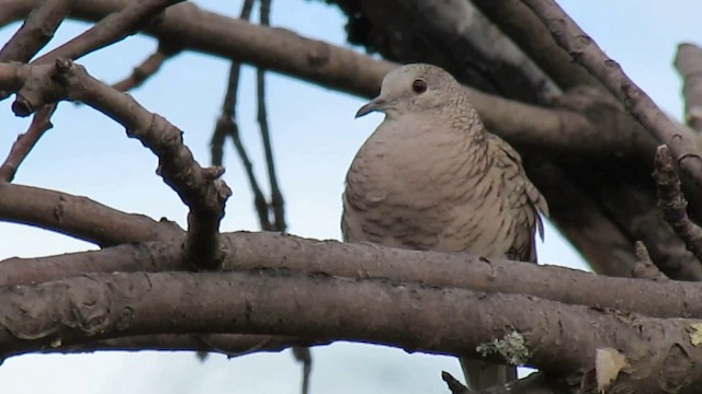 Inca Dove - ML200944481