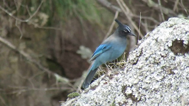 Steller's Jay - ML200944491