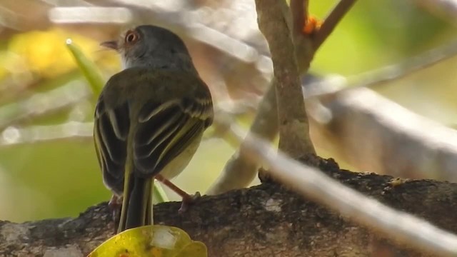 Pearly-vented Tody-Tyrant - ML200944501