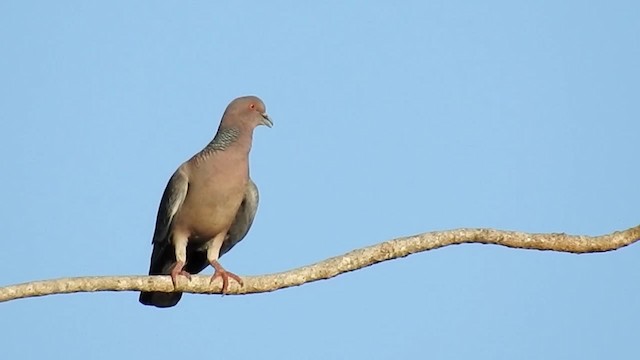 Pikazuro Güvercini - ML200944511