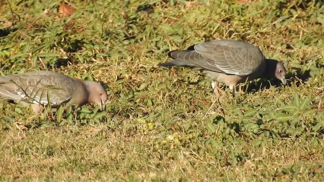 Picazuro Pigeon - ML200944521