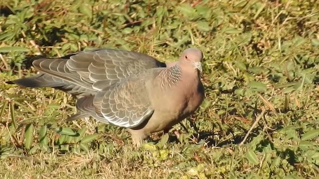 Pigeon picazuro - ML200944531