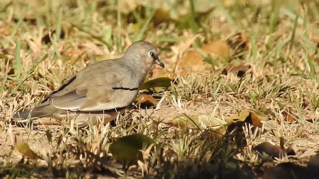 Picui Ground Dove - ML200944561