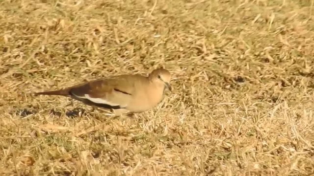 Picui Ground Dove - ML200944571