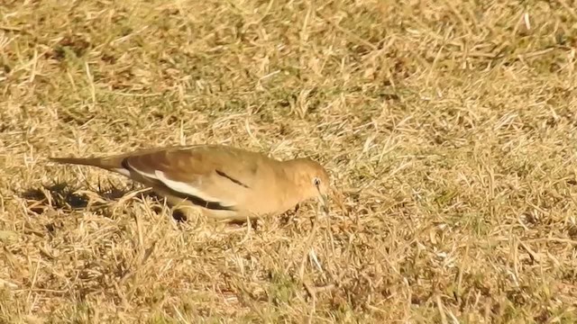 Picui Ground Dove - ML200944581