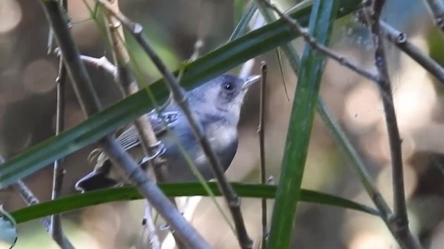 Plain Antvireo - ML200944591