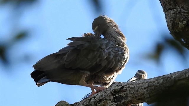 Ibis plombé - ML200944611