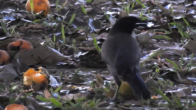 Purplish Jay - ML200944621