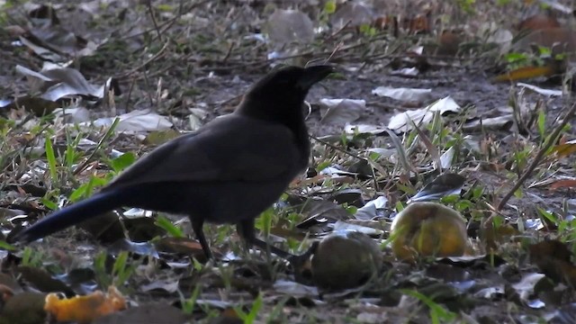 Purplish Jay - ML200944631