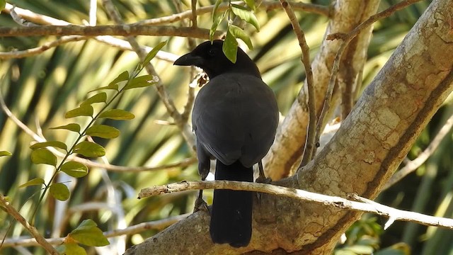 Purplish Jay - ML200944641