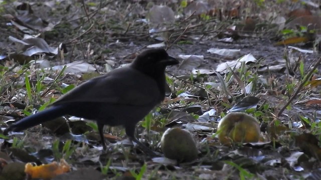 Purplish Jay - ML200944661