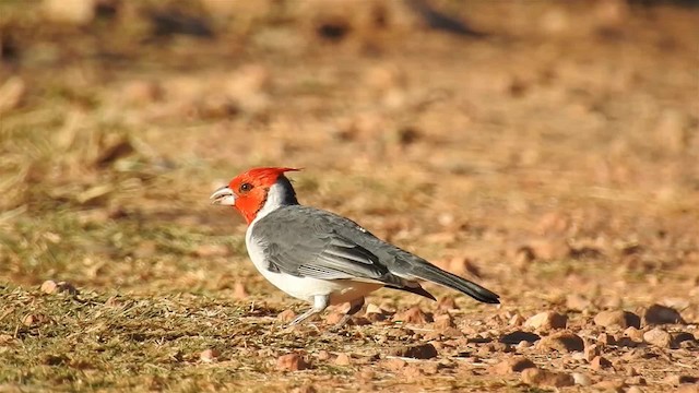 Red-crested Cardinal - ML200944681