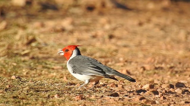 紅冠唐納雀 - ML200944681