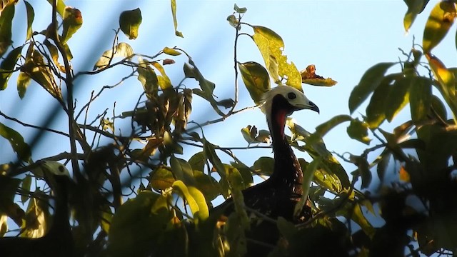 Red-throated Piping-Guan (White-crested) - ML200944691