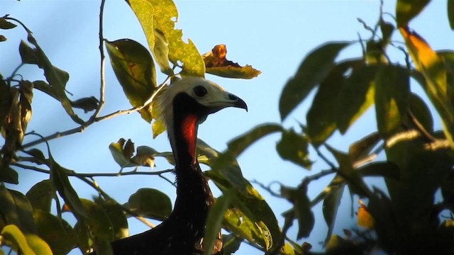 guan červenohrdlý (ssp. nattereri) - ML200944701