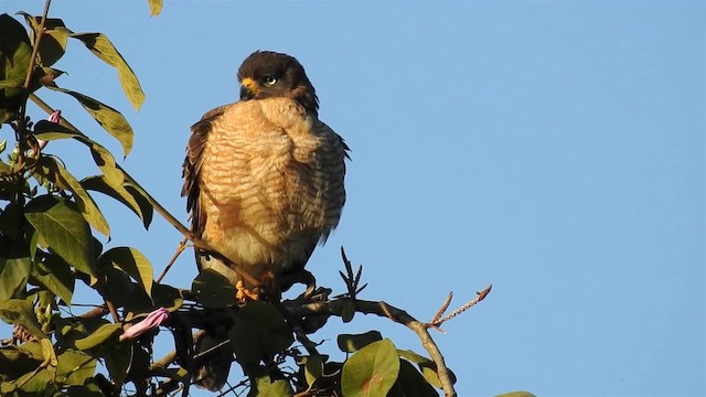 Roadside Hawk (Southern) - ML200944711