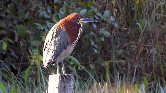 Rufescent Tiger-Heron - ML200944721