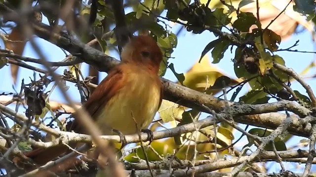 Rufous Casiornis - ML200944731