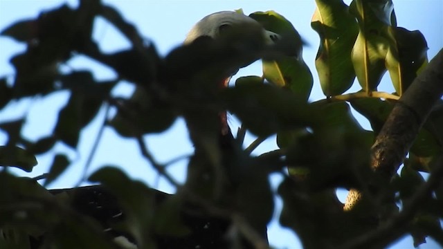 Red-throated Piping-Guan (White-crested) - ML200944761