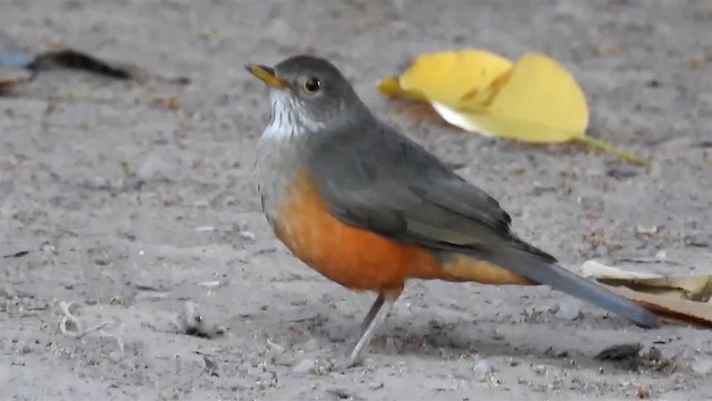 Rufous-bellied Thrush - ML200944821