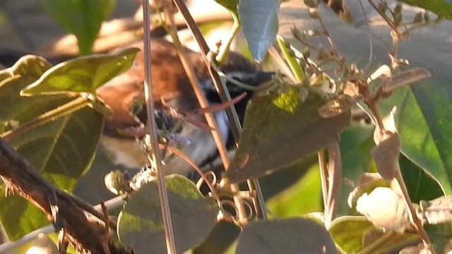 Rusty-backed Antwren - ML200944851