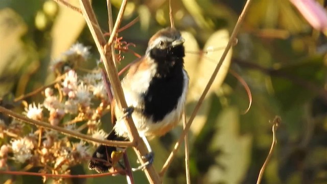 Rusty-backed Antwren - ML200944861