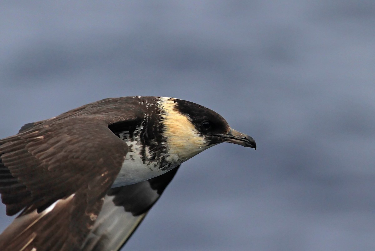 Pomarine Jaeger - ML20094491