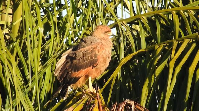 Savanna Hawk - ML200944921