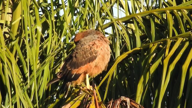 Savanna Hawk - ML200944931