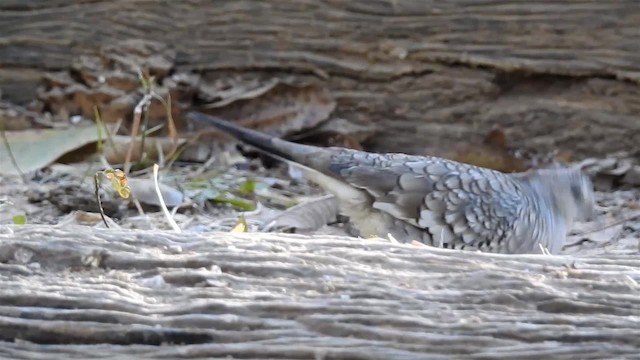 Scaled Dove - ML200944951