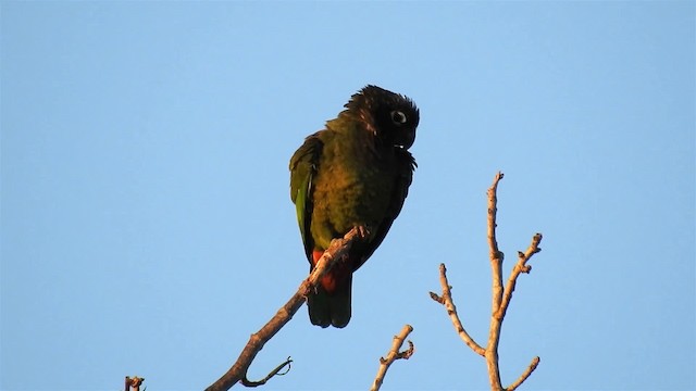 Папуга-червоногуз зеленощокий - ML200944971
