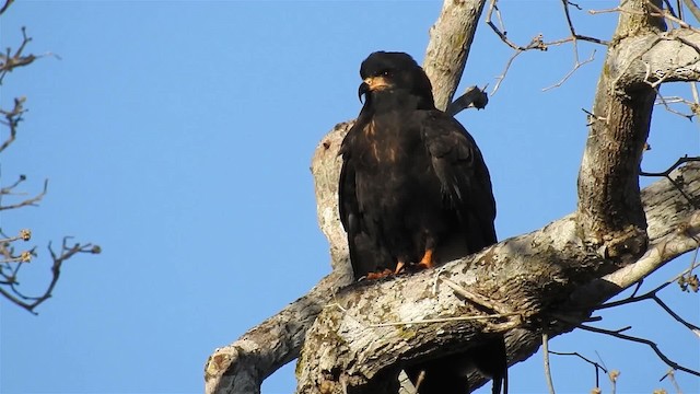 Schneckenbussard - ML200945001