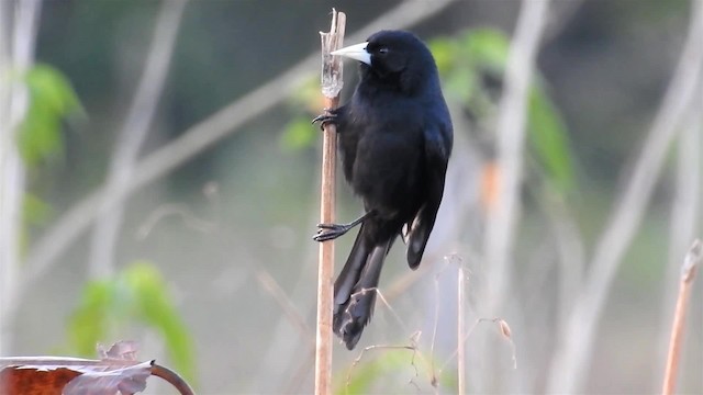 Solitary Black Cacique - ML200945011