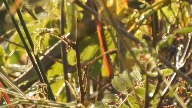 Subtropical Doradito - ML200945061