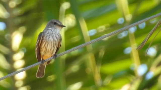 Vermilion Flycatcher (Austral) - ML200945161